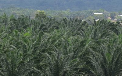 La Palma Aceitera en el Peru – Video JUNPALMA